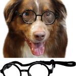 glasses for dog